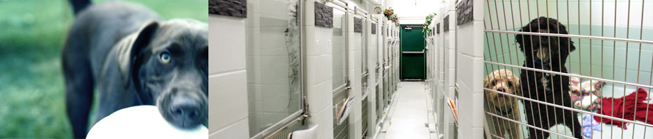 A comfortable boarding facility with access to veterinary care.