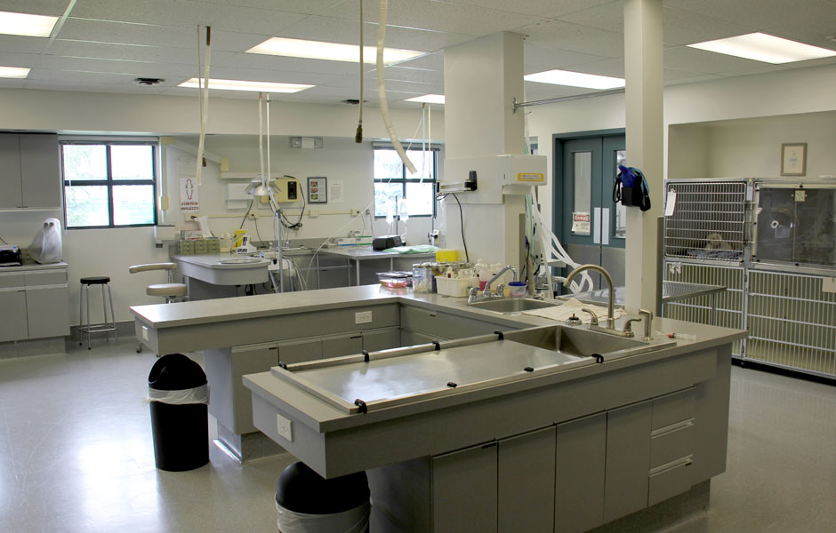 The Animal Medical Centre Edmonton - Treatment Area